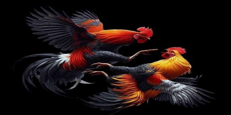 Các loại kèo phổ biến tại nhà cái gồm