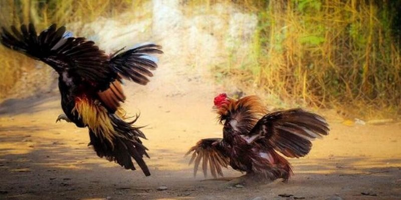 Giới thiệu sơ lược