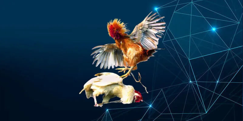 Giới thiệu về đá gà 11uu